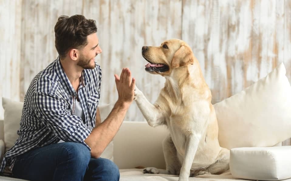 perro y humano